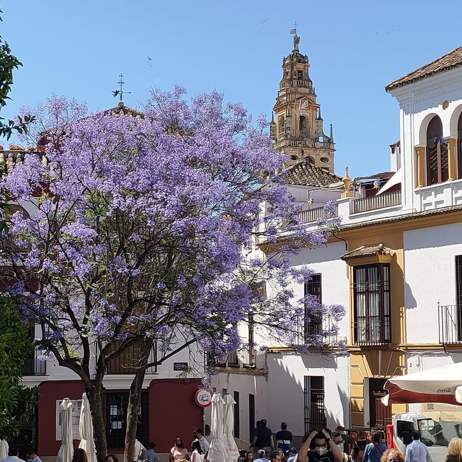 A 20 Metros De La Mezquita Catedral ,Apartamentos Turistico Cespedes 5 Córdoba Kamer foto